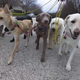 Illustration for article titled The way to introduce your dog to undergo training in Dog Running inem/em
